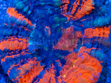 Carregar imagem no visualizador da galeria, Warpaint Scolymia – Australia