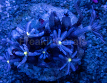 Carregar imagem no visualizador da galeria, Jasmine Polyps – Knopia octocontacanalis