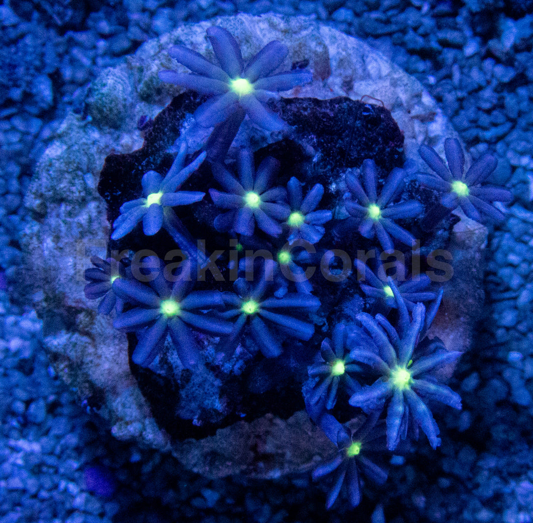 Jasmine Polyps – Knopia octocontacanalis