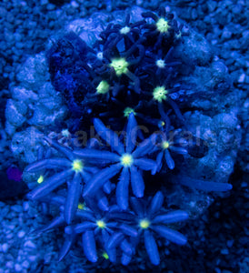 Jasmine Polyps – Knopia octocontacanalis