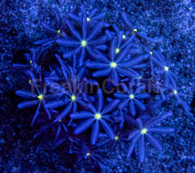 Carregar imagem no visualizador da galeria, Jasmine Polyps – Knopia octocontacanalis