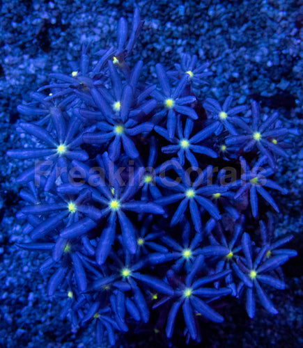 Jasmine Polyps – Knopia octocontacanalis