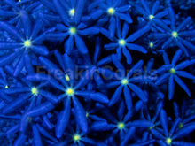 Carregar imagem no visualizador da galeria, Jasmine Polyps – Knopia octocontacanalis
