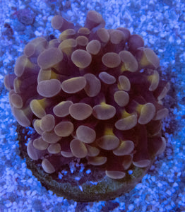 FK Dard Blood Tip and gold center Paraancora Euphyllia