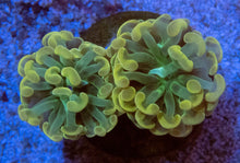 Carregar imagem no visualizador da galeria, FK Golden Tip Parrancora Euphyllia (Two Heads)