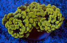 Load image into Gallery viewer, FK Golden Tip Hybrid Euphyllia (Rare Hybrid, two heads)