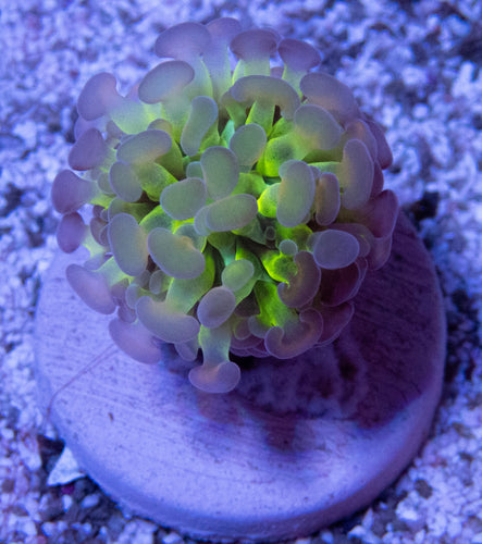 FK Firefly Tentacles Paraancora Euphyllia (NEW COLOR RELEASE)