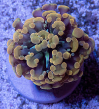 Carregar imagem no visualizador da galeria, FK Gold Tip Hybrid Euphyllia (Rare Hybrid)