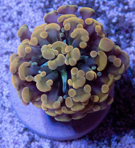 FK Gold Tip Hybrid Euphyllia (Rare Hybrid)