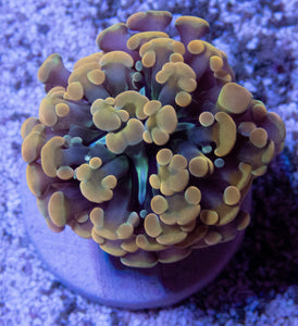 FK Gold Tip Hybrid Euphyllia (Rare Hybrid)