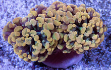 Load image into Gallery viewer, FK Golden Tip Hybrid Euphyllia (Rare Hybrid, two heads)