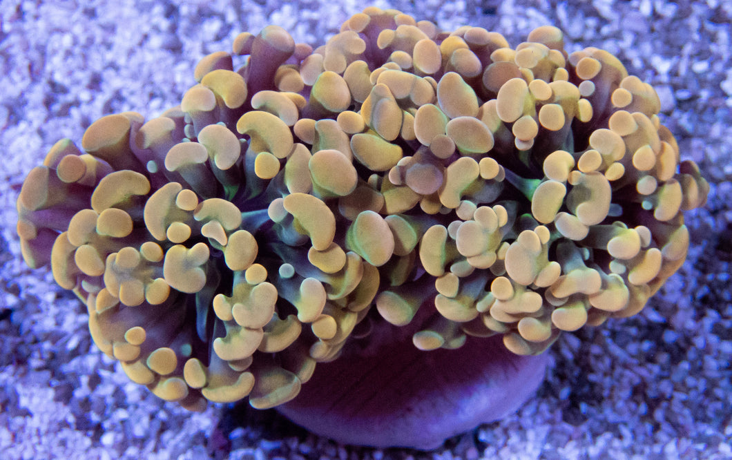 FK Golden Tip Hybrid Euphyllia (Rare Hybrid, two heads)