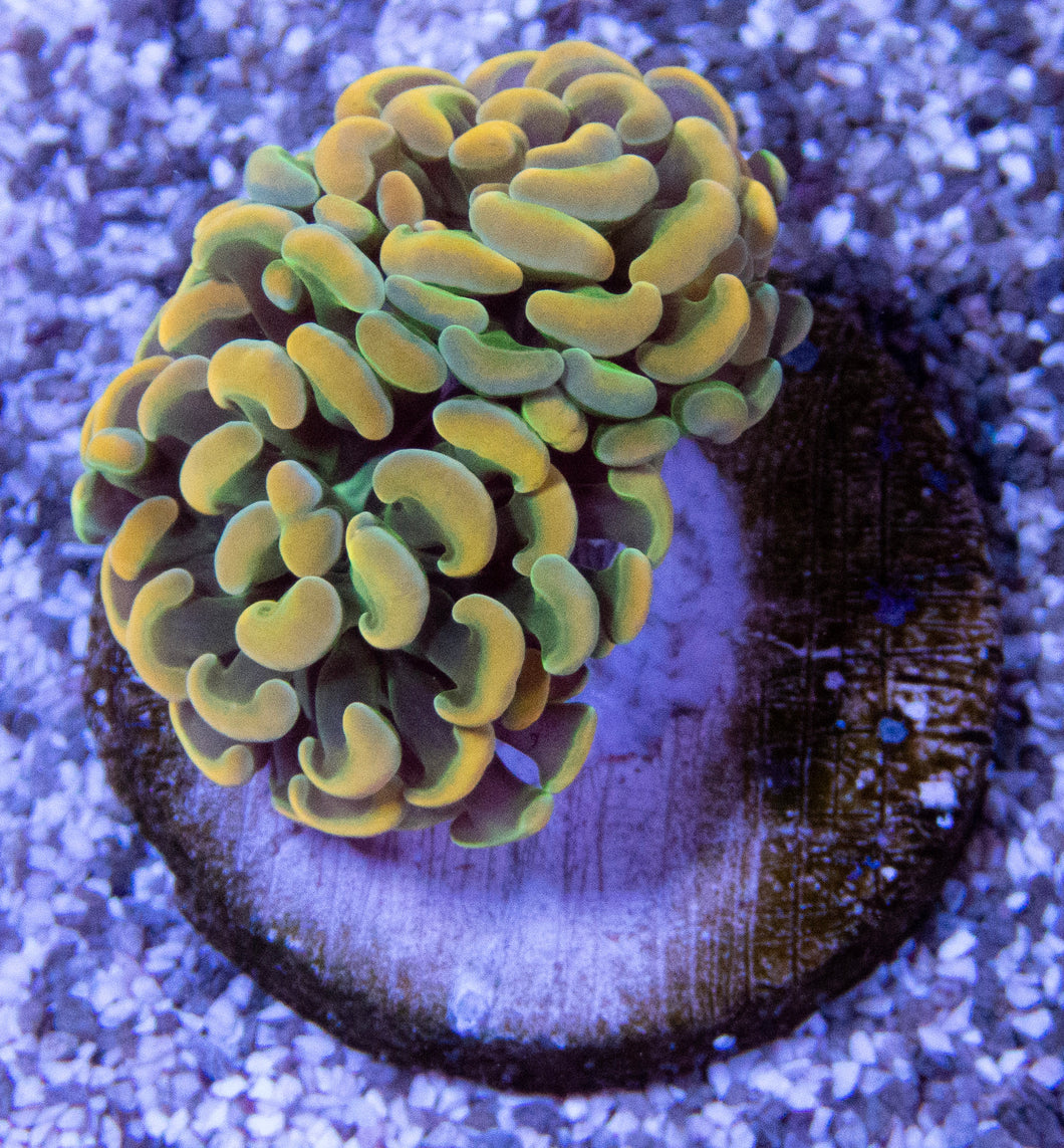 FK Darwin Tip Paraancora euphyllia