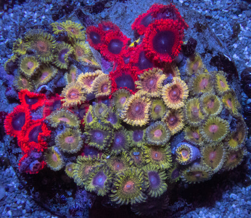 Speckled Gold Zoanthus Colony – Size L Zoanthus spp.