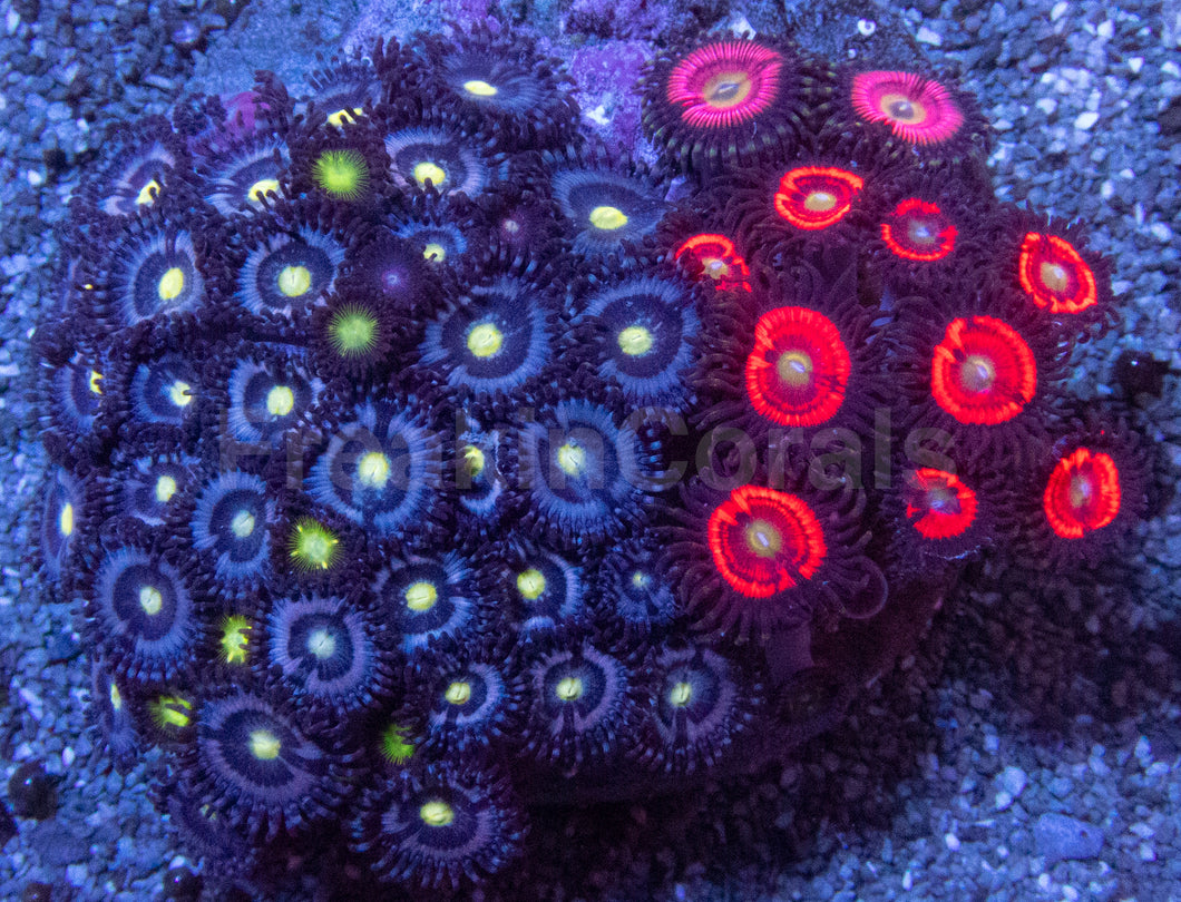 Zoanthus Colony with Three Rare Specimens Zoanthus spp.