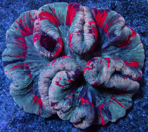 Symphyllia Ultra Rainbow – Indonésia Symphyllia spp.