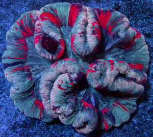 Symphyllia Ultra Rainbow – Indonésia Symphyllia spp.
