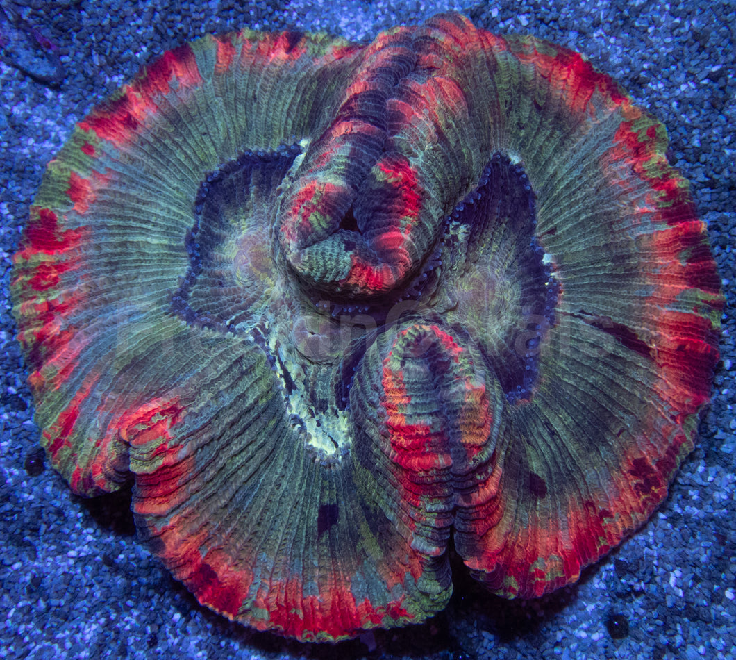Symphyllia Rainbow Rim – Indonésia Symphyllia spp.