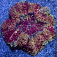 Load image into Gallery viewer, Acanthophyllia “Gold Devil” – Farmed Acanthophyllia deshayesiana