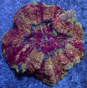 Acanthophyllia “Gold Devil” – Farmed Acanthophyllia deshayesiana