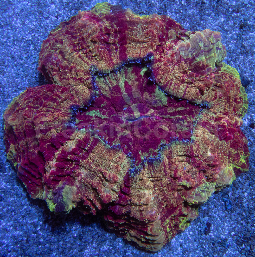 Acanthophyllia “Gold Devil” – Farmed Acanthophyllia deshayesiana