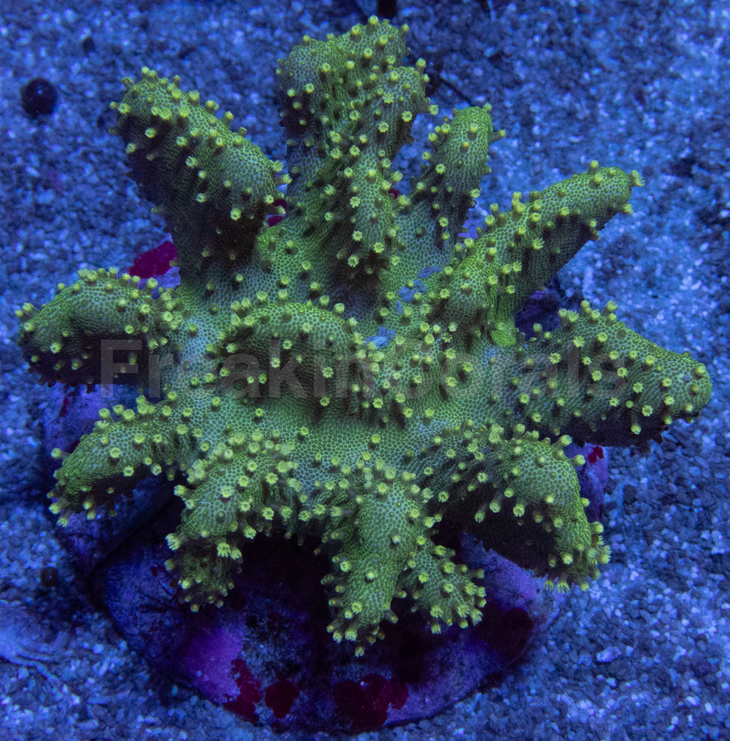 Sarcophyton Green Fluor (Farmed) – Size L Sarcophyton spp.