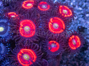 Zoanthus Colony with Three Rare Specimens Zoanthus spp.