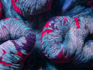 Symphyllia Ultra Rainbow – Indonésia Symphyllia spp.