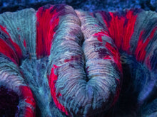Carregar imagem no visualizador da galeria, Symphyllia Ultra Rainbow – Indonésia Symphyllia spp.