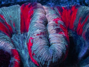 Symphyllia Ultra Rainbow – Indonésia Symphyllia spp.
