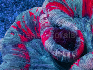 Symphyllia Ultra Rainbow – Indonésia Symphyllia spp.