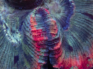 Symphyllia Rainbow Rim – Indonésia Symphyllia spp.