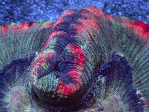 Symphyllia Rainbow Rim – Indonésia Symphyllia spp.