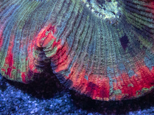 Symphyllia Rainbow Rim – Indonésia Symphyllia spp.