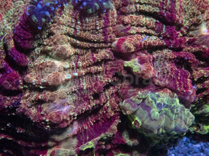 Acanthophyllia “Gold Devil” – Farmed Acanthophyllia deshayesiana