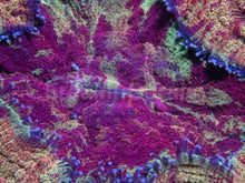 Load image into Gallery viewer, Acanthophyllia “Gold Devil” – Farmed Acanthophyllia deshayesiana