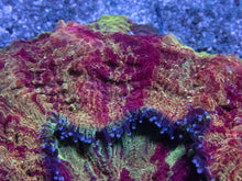 Load image into Gallery viewer, Acanthophyllia “Gold Devil” – Farmed Acanthophyllia deshayesiana