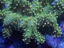 Load image into Gallery viewer, Sarcophyton Green Fluor (Farmed) – Size L Sarcophyton spp.