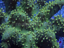 Load image into Gallery viewer, Sarcophyton Green Fluor (Farmed) – Size L Sarcophyton spp.