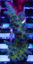 Carregar imagem no visualizador da galeria, Acropora tortuosa “Miyagi Tort” - Similar to Photos