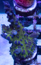 Carregar imagem no visualizador da galeria, Acropora tortuosa “Miyagi Tort” - Similar to Photos