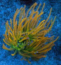 Carregar imagem no visualizador da galeria, Euphyllia glabrescens “Holy Grail” USA Grade A – WYSIWYG