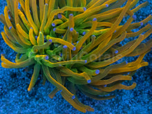 Carregar imagem no visualizador da galeria, Euphyllia glabrescens “Holy Grail” USA Grade A – WYSIWYG