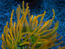 Carregar imagem no visualizador da galeria, Euphyllia glabrescens “Holy Grail” USA Grade A – WYSIWYG