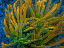 Carregar imagem no visualizador da galeria, Euphyllia glabrescens “Holy Grail” USA Grade A – WYSIWYG