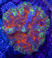Load image into Gallery viewer, Ricordea yuma “Orange Rainbow Bubbles” – WYSIWYG