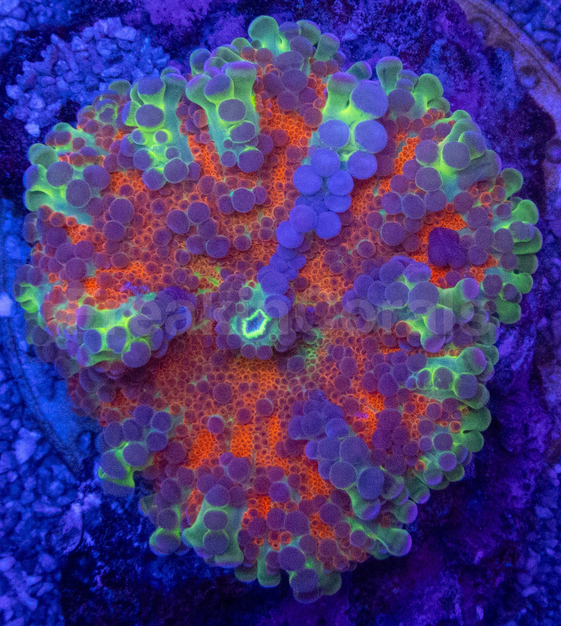Ricordea yuma “Orange Rainbow Bubbles” – WYSIWYG – freakincorals.com