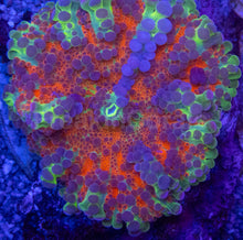 Load image into Gallery viewer, Ricordea yuma “Orange Rainbow Bubbles” – WYSIWYG