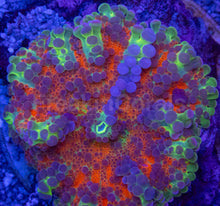 Load image into Gallery viewer, Ricordea yuma “Orange Rainbow Bubbles” – WYSIWYG