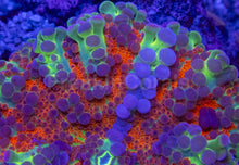 Load image into Gallery viewer, Ricordea yuma “Orange Rainbow Bubbles” – WYSIWYG